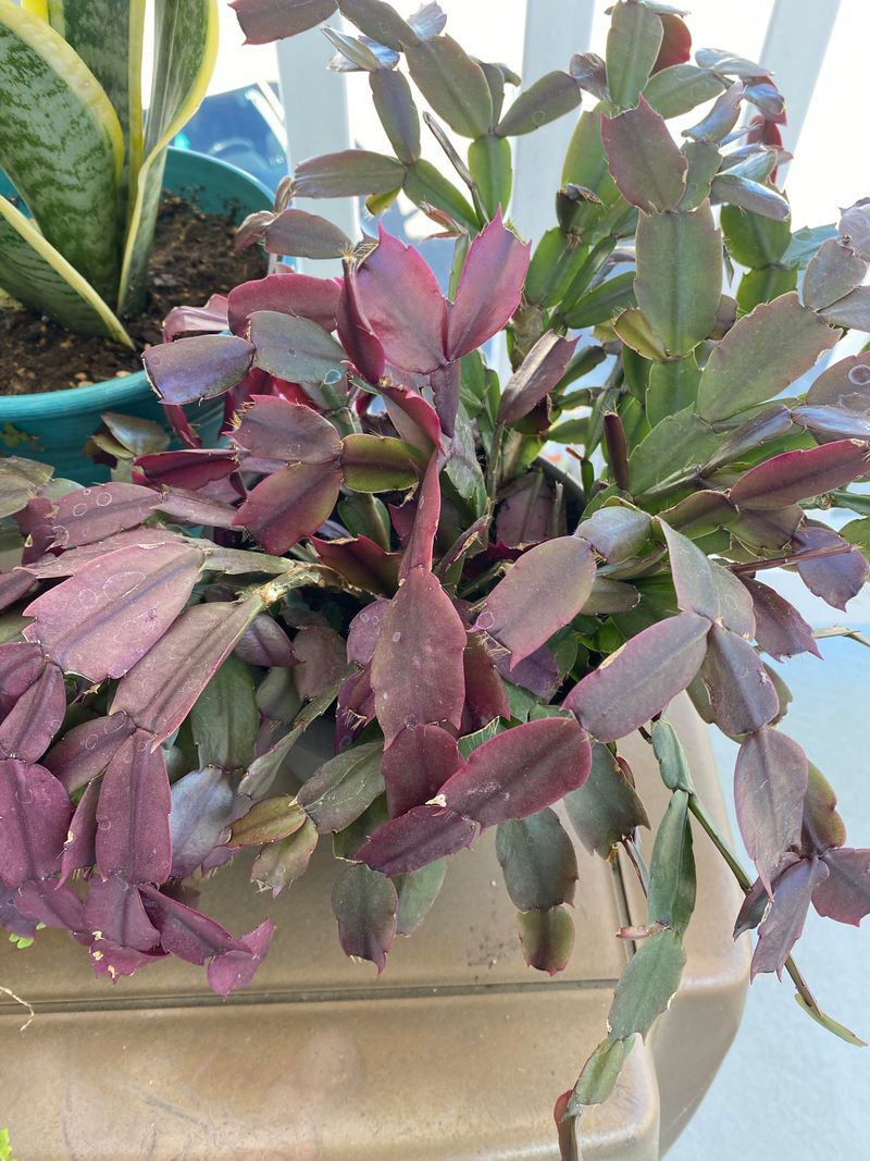 Too Much Direct Sunlight Is Stressing The Plant Too Much Direct Sunlight Is Stressing The Plant