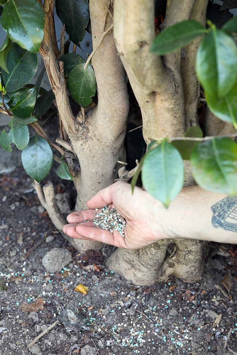 Too Much Fertilizer Can Contribute To Bud Drop
