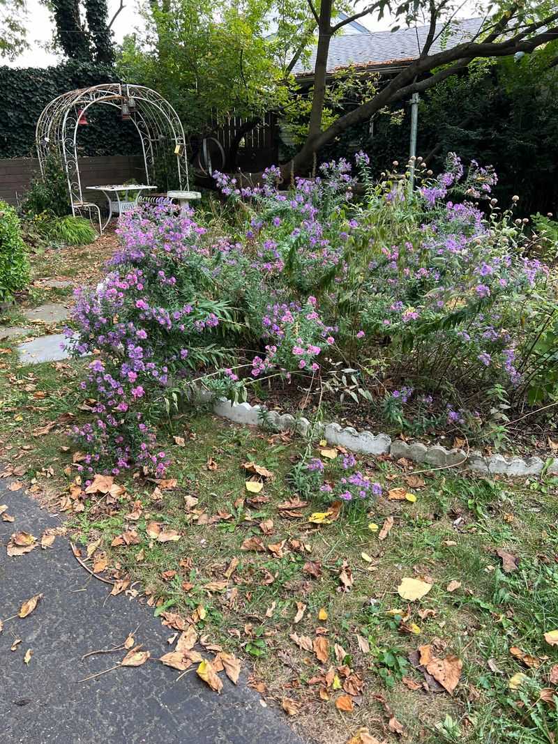 Too Much Fertilizer Can Encourage Weak And Lanky Growth