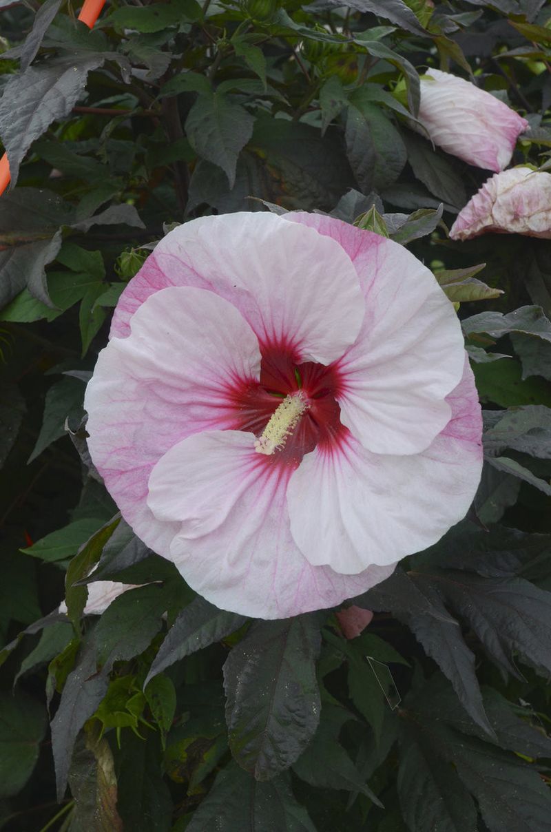 Too Much Fertilizer Trades Flowers For Leaves Too Much Fertilizer Trades Flowers For Leaves