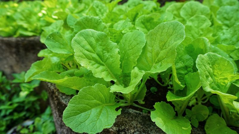 Too Much Nitrogen Favors Leaves Over Roots Too Much Nitrogen Favors Leaves Over Roots