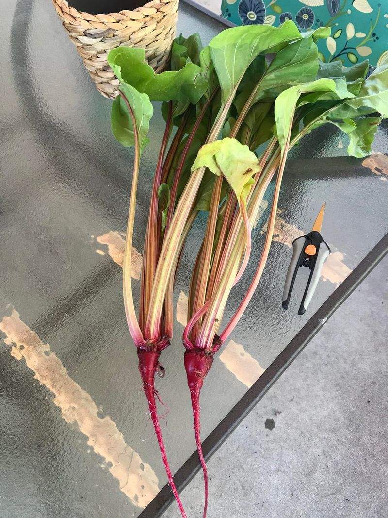 Too Much Nitrogen Feeds The Tops First Too Much Nitrogen Feeds The Tops First