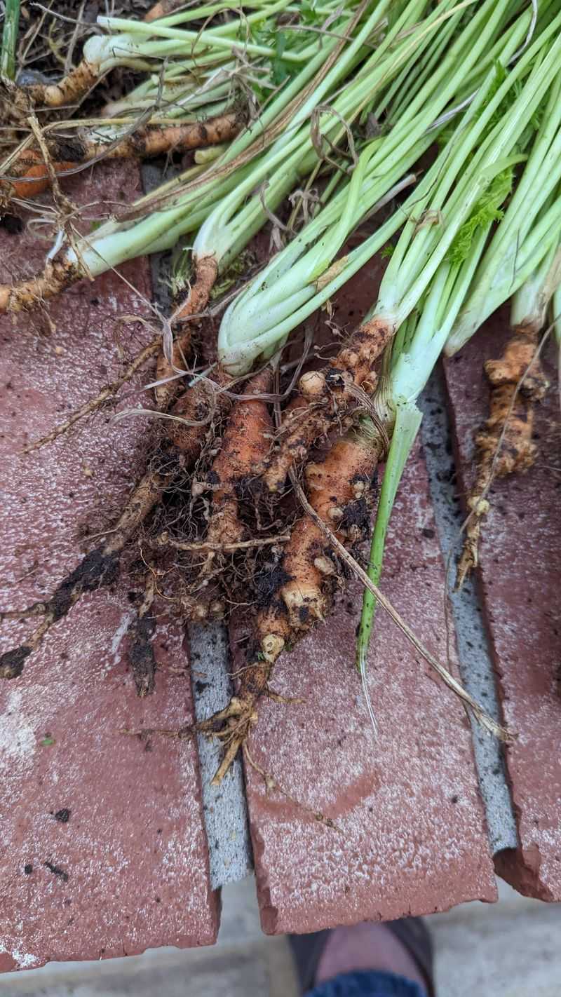 Too Much Nitrogen Leads To Uneven Growth
