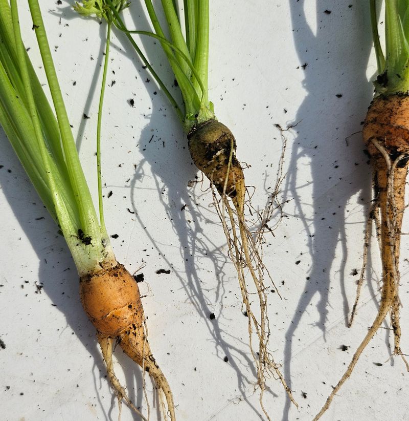 Too Much Nitrogen Makes Roots Hairy Too Much Nitrogen Makes Roots Hairy