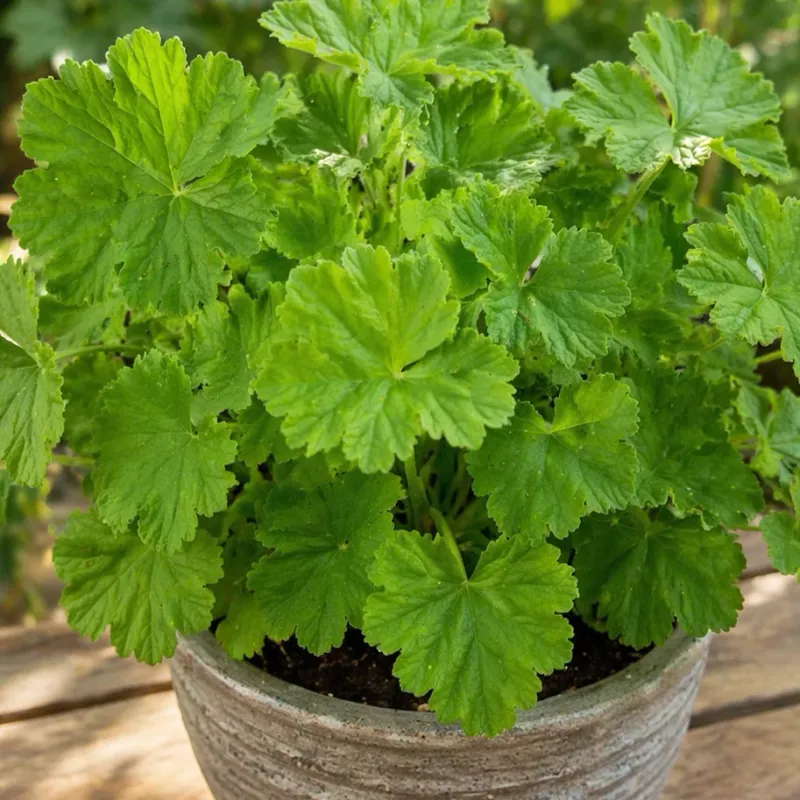 Too Much Nitrogen Means Leaves Instead Of Blooms Too Much Nitrogen Means Leaves Instead Of Blooms