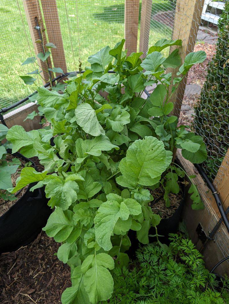 Too Much Nitrogen Pushes Leafy Growth