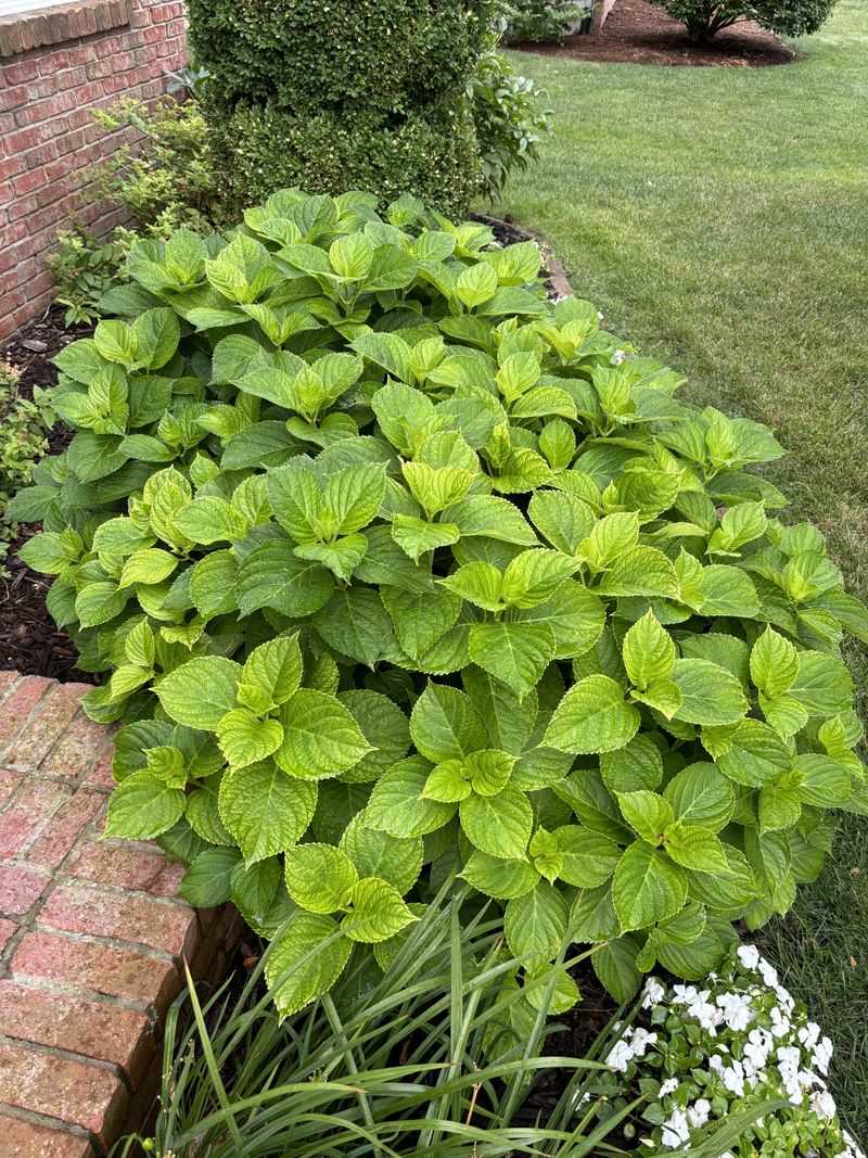 Too Much Nitrogen Pushes Leaves