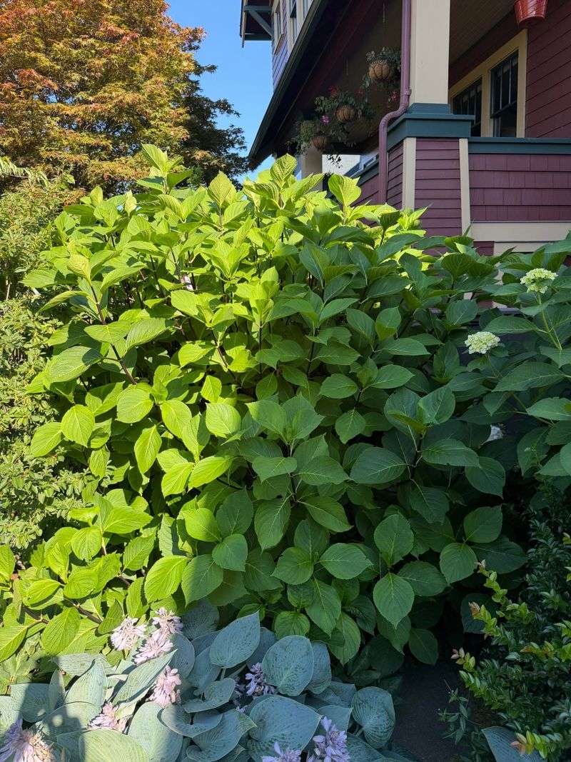 Too Much Shade Cuts Flowering