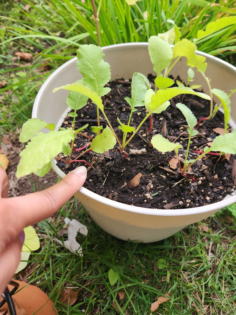 Too Much Shade Means Leaves Instead Of Roots Too Much Shade Means Leaves Instead Of Roots