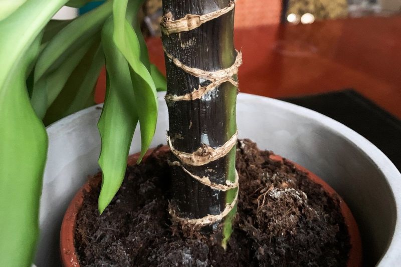Too Much Water Can Cause Root Rot