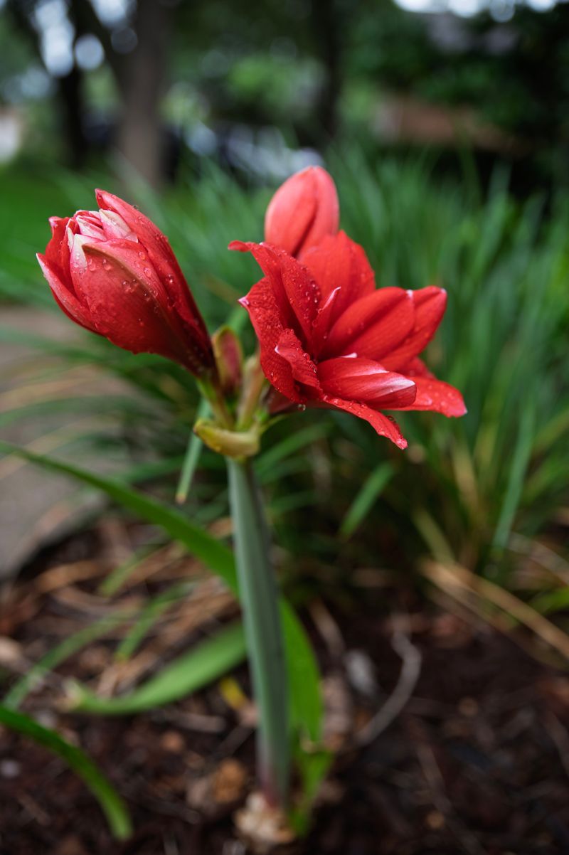 Too Much Water Can Leave Your Amaryllis Bulb Soggy And Stuck