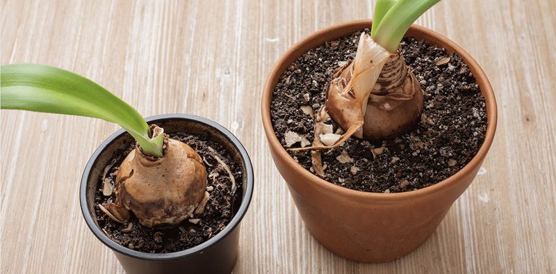 Too Much Water Can Rot An Amaryllis Bulb Before It Sprouts