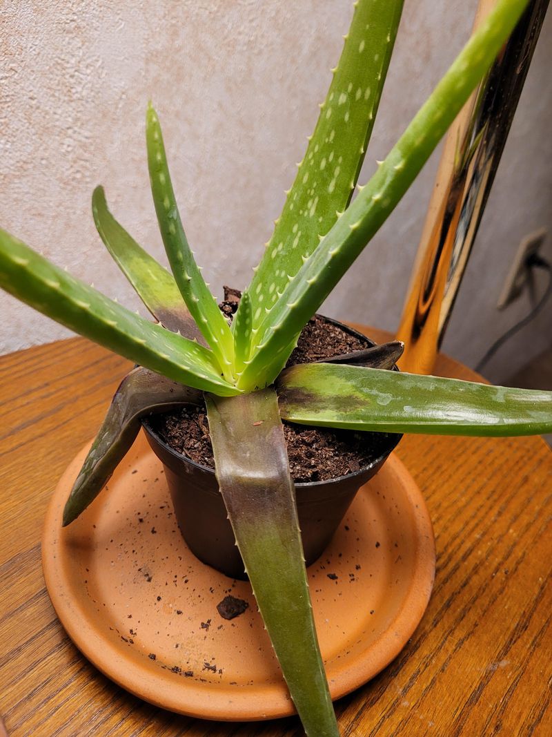 Too Much Water In The Soil