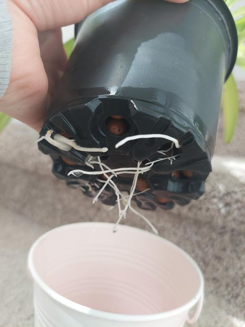 Top Growth Slows Before Roots Do