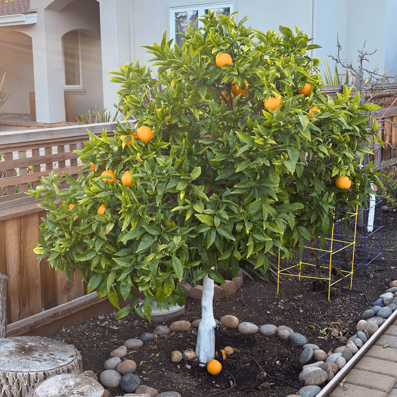 Top Growth Slows Before Roots Do