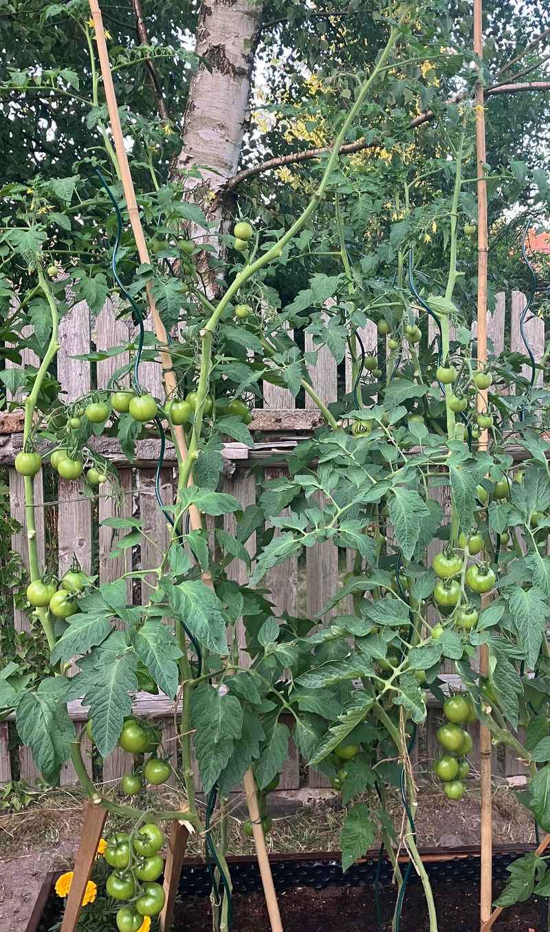 Top Tall Vines To Redirect Energy Top Tall Vines To Redirect Energy