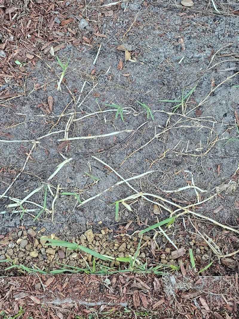 Torpedograss And Nutsedge Push Straight Through