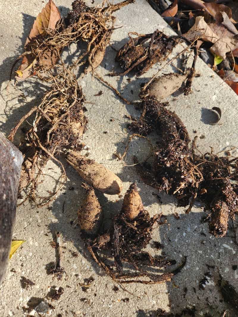 Toss Any Tuber That Feels Mushy