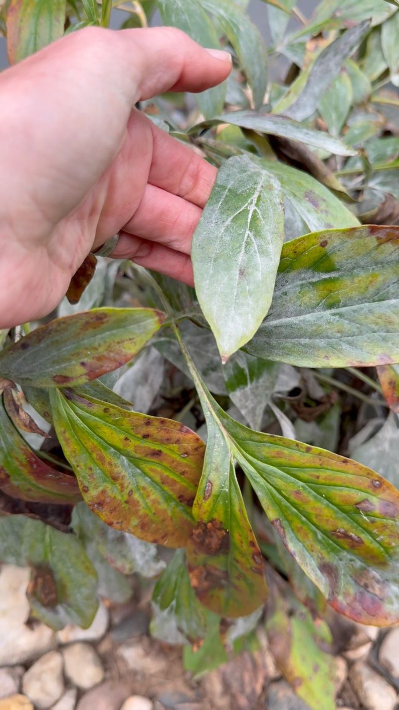 Toss Diseased Stems In The Trash, Not The Compost Toss Diseased Stems In The Trash, Not The Compost