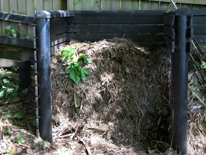 Toss Shredded Pine Needles Into The Compost Bin