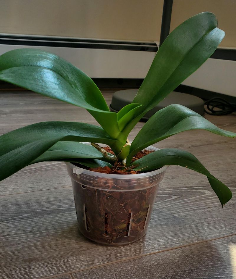 Tossing A Bare Orchid Is Premature, Since Rebloom Is Common Tossing A Bare Orchid Is Premature, Since Rebloom Is Common