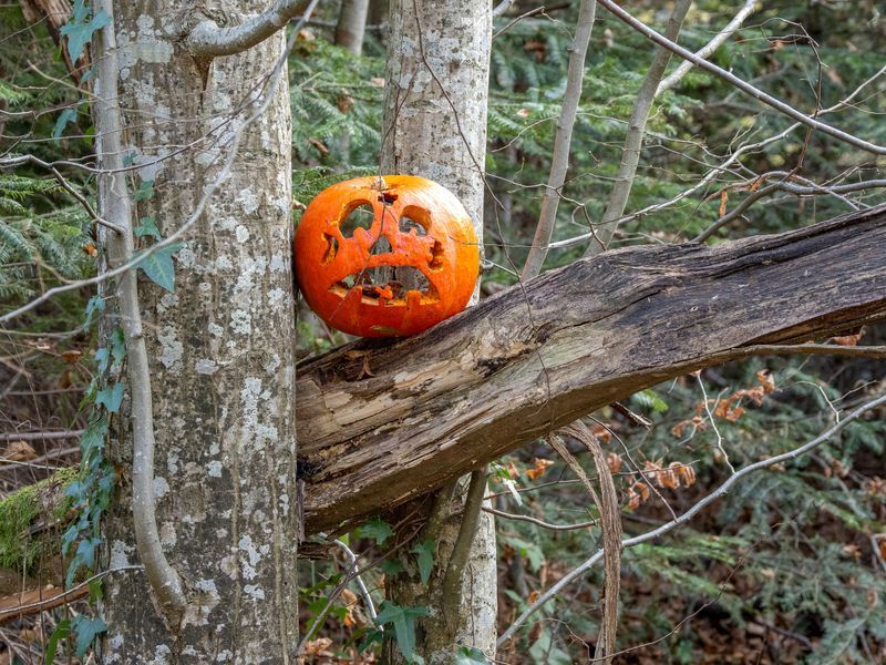 Tossing Old Pumpkins Into The Woods Can Backfire Tossing Old Pumpkins Into The Woods Can Backfire