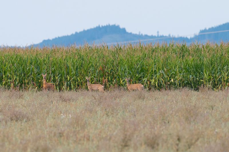 Tossing Out Corn Or Apples For Deer Breaks California Law