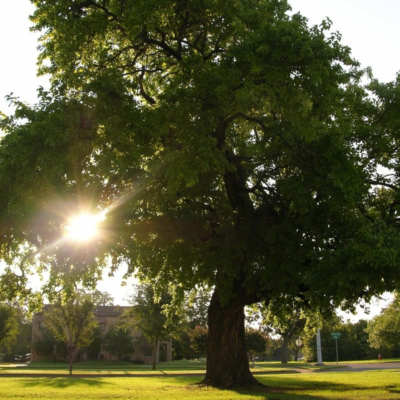Tough Enough For Scorching Texas Summers