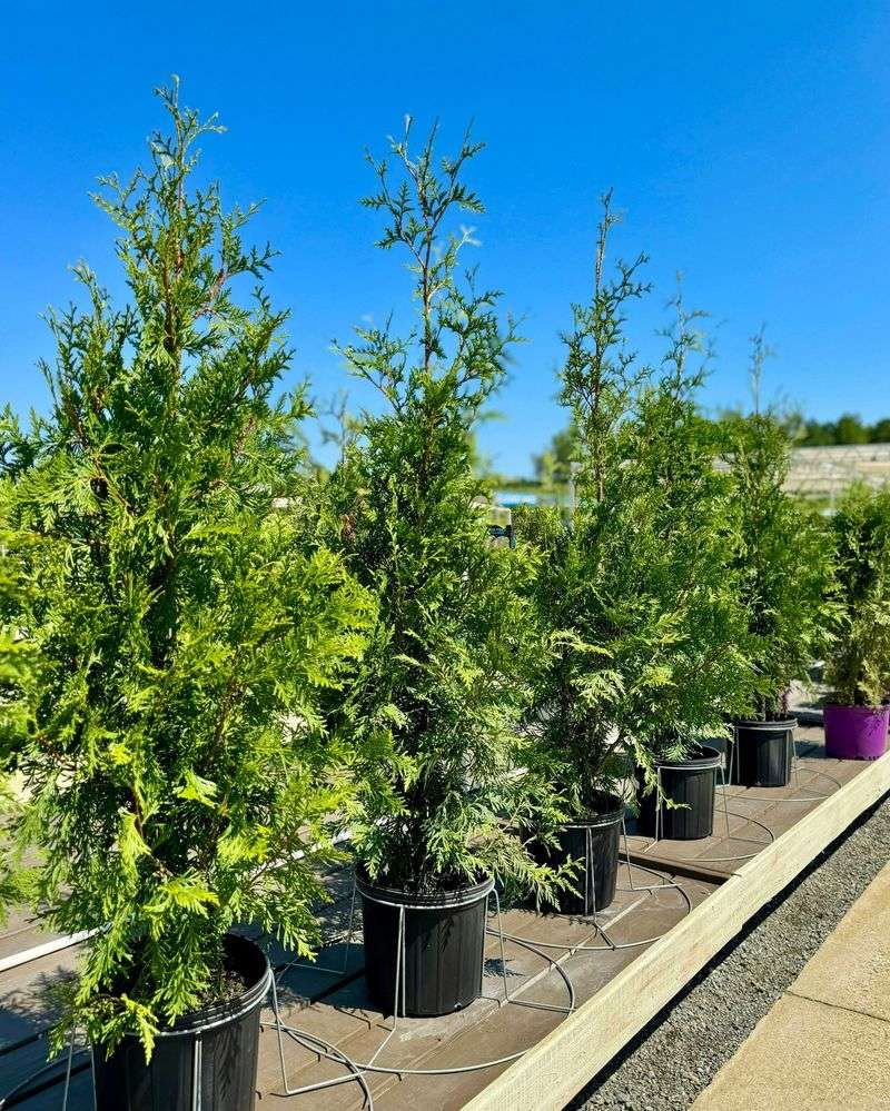 Tougher Than Arborvitae In Many Ways Tougher Than Arborvitae In Many Ways