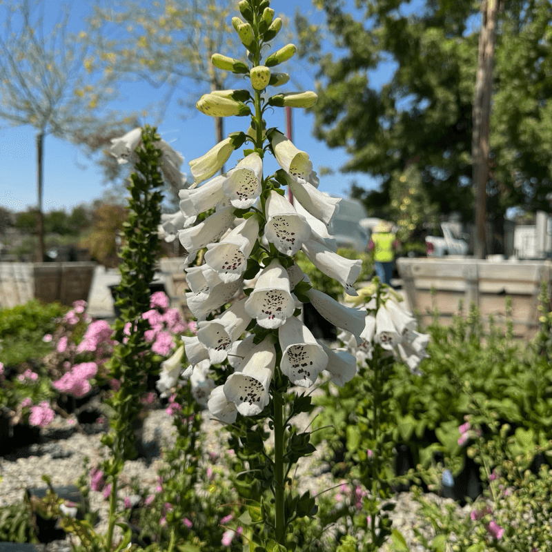 Towering Fairy Tale Spires Steal The Show Towering Fairy Tale Spires Steal The Show