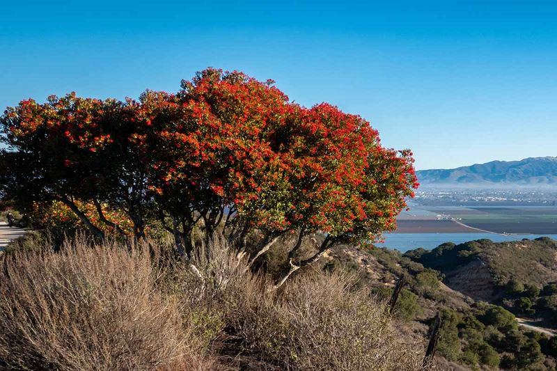 Toyon Toyon