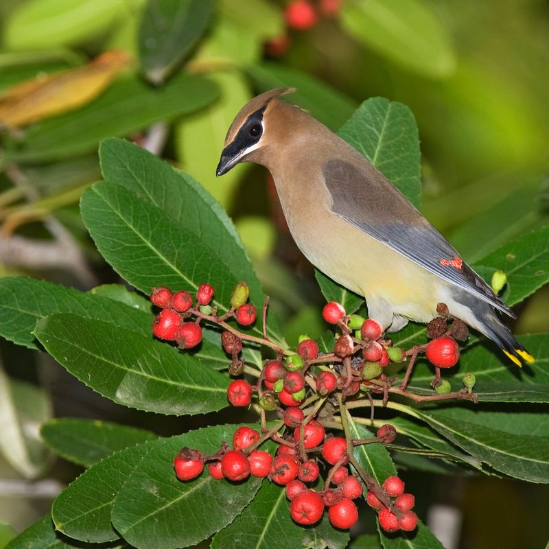 Toyon Berries Feed Birds All Winter
