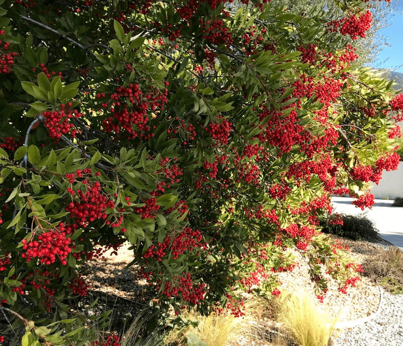 Toyon Builds A Tall Evergreen Wall