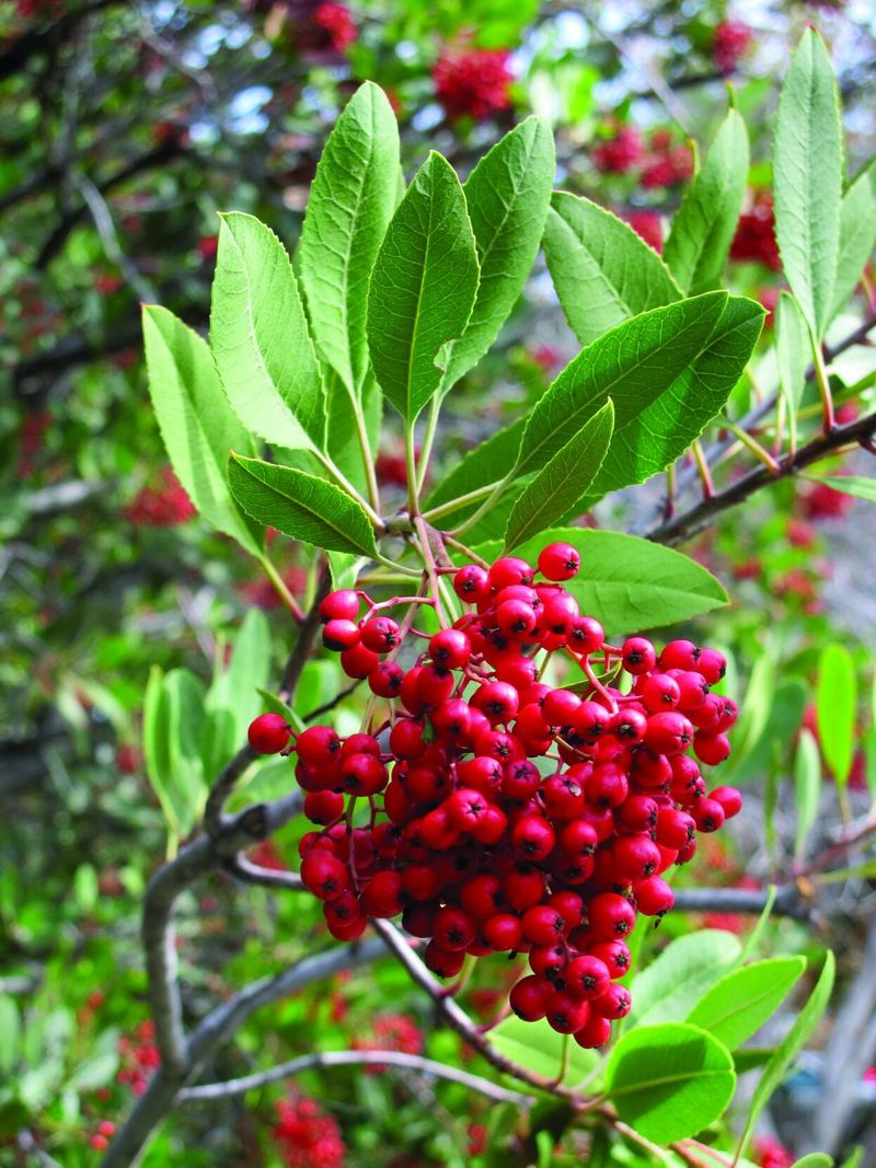 Toyon Holds Green Foliage And Red Berries