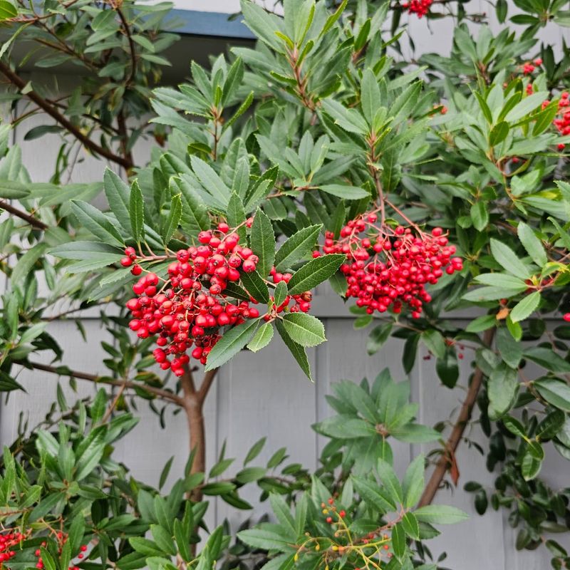 Toyon Holds Its Leaves And Berries Toyon Holds Its Leaves And Berries