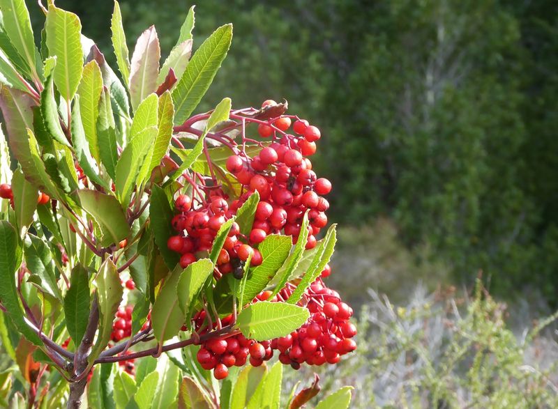 Toyon Is The Native Christmas Berry