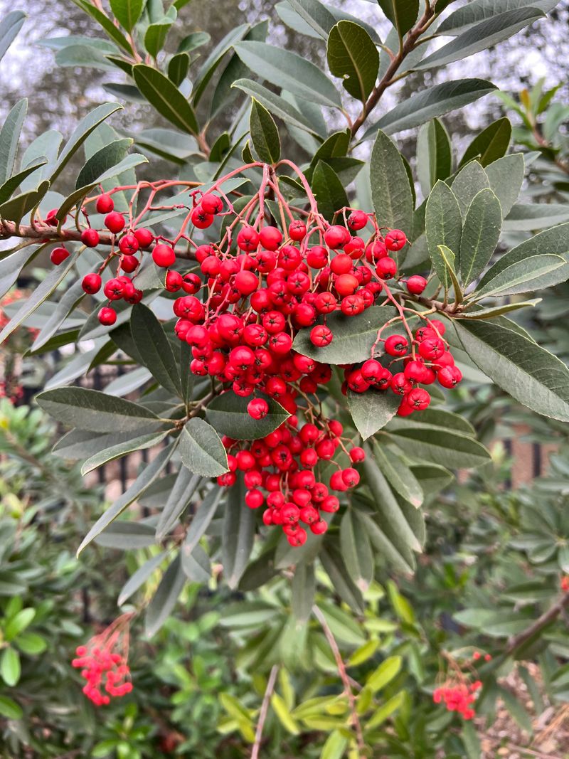 Toyon Makes A Berry Rich Small Tree Toyon Makes A Berry Rich Small Tree