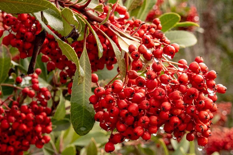 Toyon Trains Easily Into An Open Multi-Trunk Screen