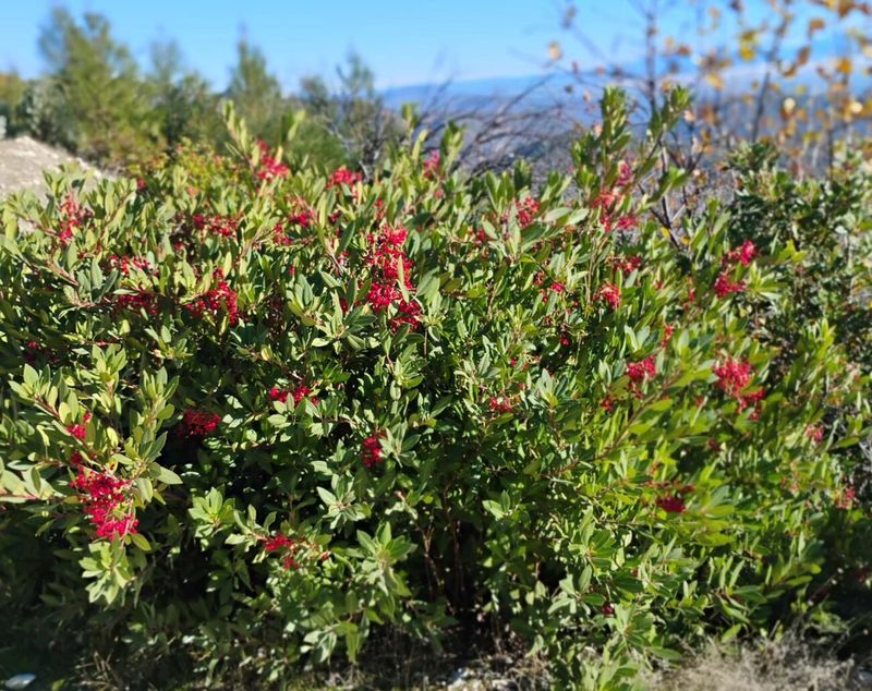 Toyon With Low Branches Makes A Dark Shelter Toyon With Low Branches Makes A Dark Shelter