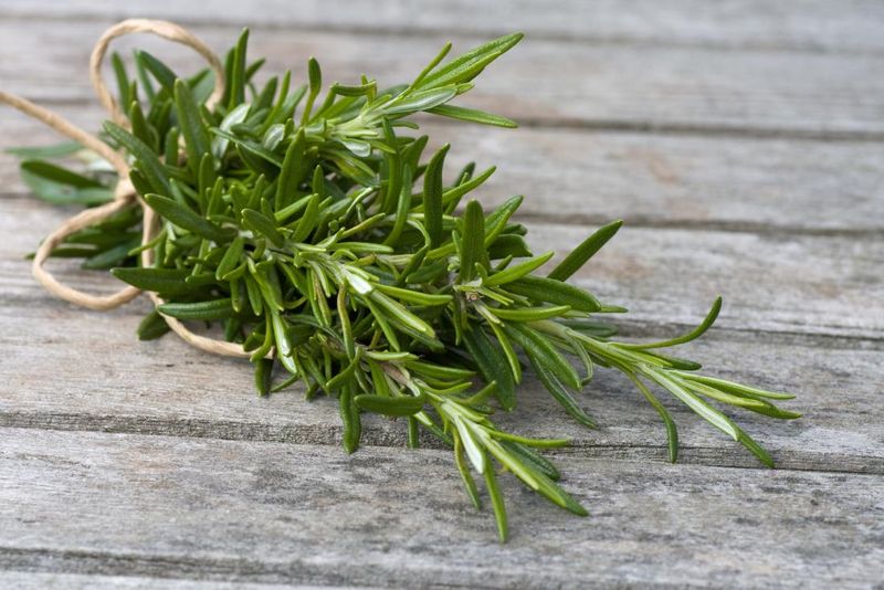 Traditional Uses Include Herbal Teas And Fragrant Hair Rinses