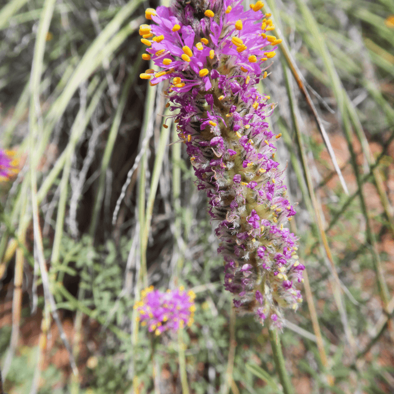 Trailing Dalea