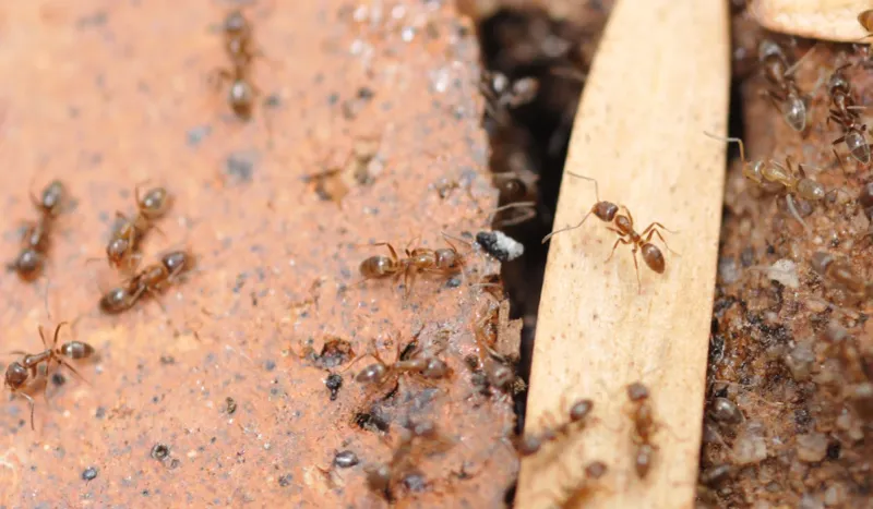 Trailing In Straight Lines Suggests Argentine Ants