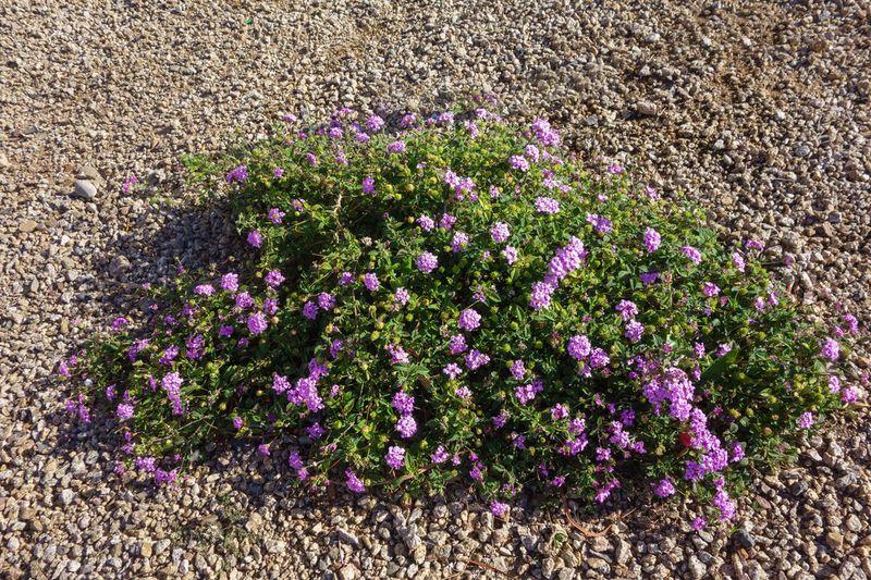 Trailing Lantana