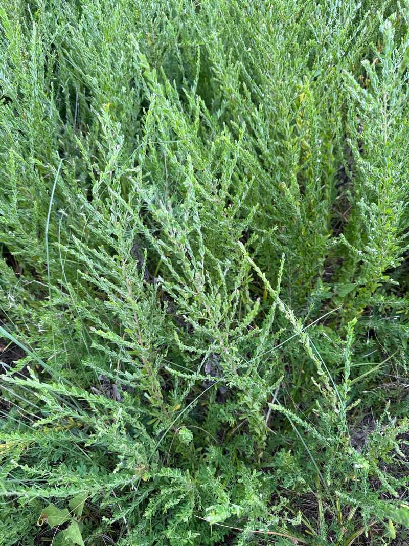 Traits That Let These Plants Escape Missouri Gardens Traits That Let These Plants Escape Missouri Gardens