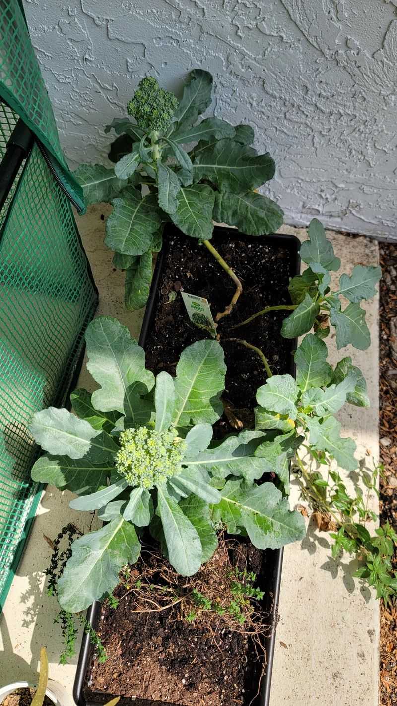 Transplants Were Too Old Or Root-Bound