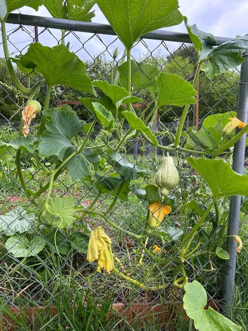 Trap Crops Can Draw Them Away