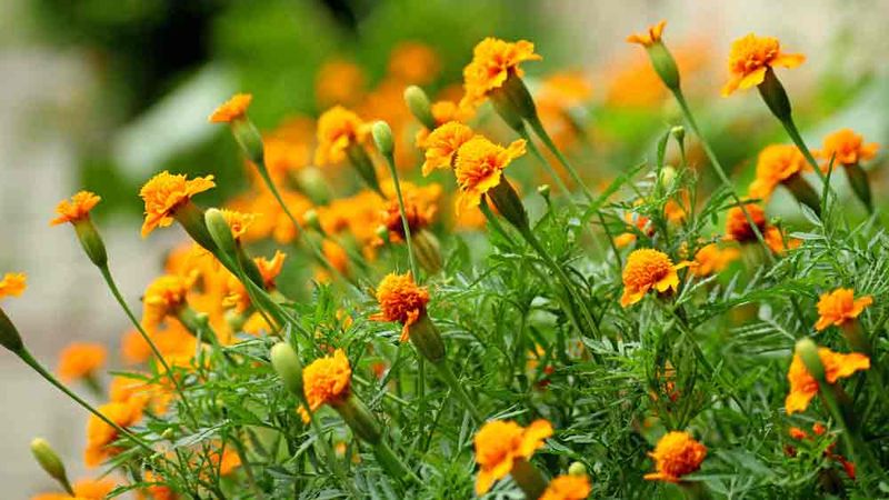 Trap Crops Can Lure Them Away From Main Crops