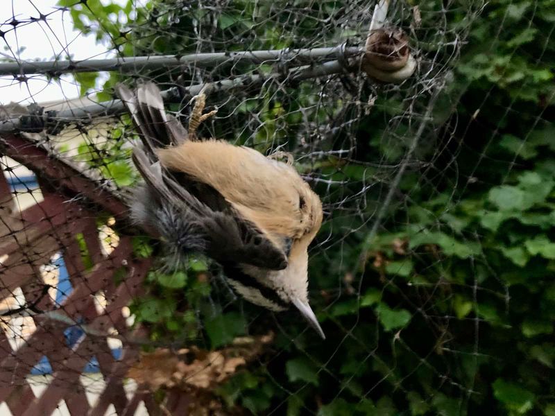 Trapped Wildlife May Need Help From A Wildlife Rehabilitator Trapped Wildlife May Need Help From A Wildlife Rehabilitator