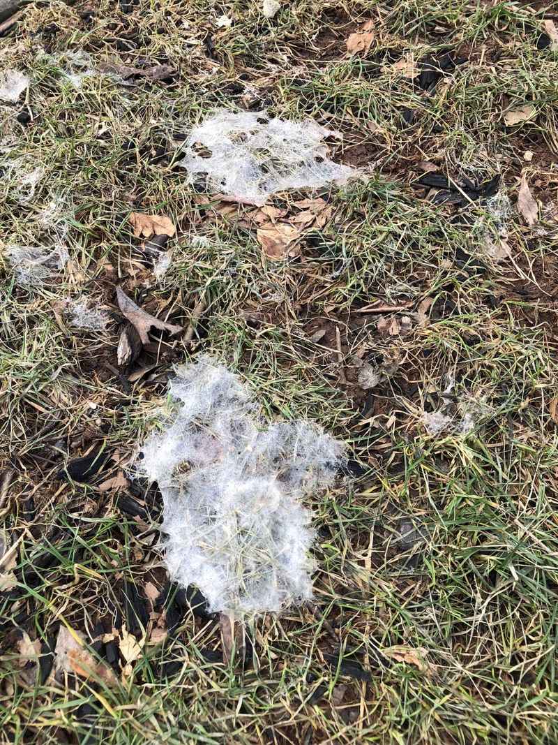 Trapping Moisture That Breeds Snow Mold Trapping Moisture That Breeds Snow Mold