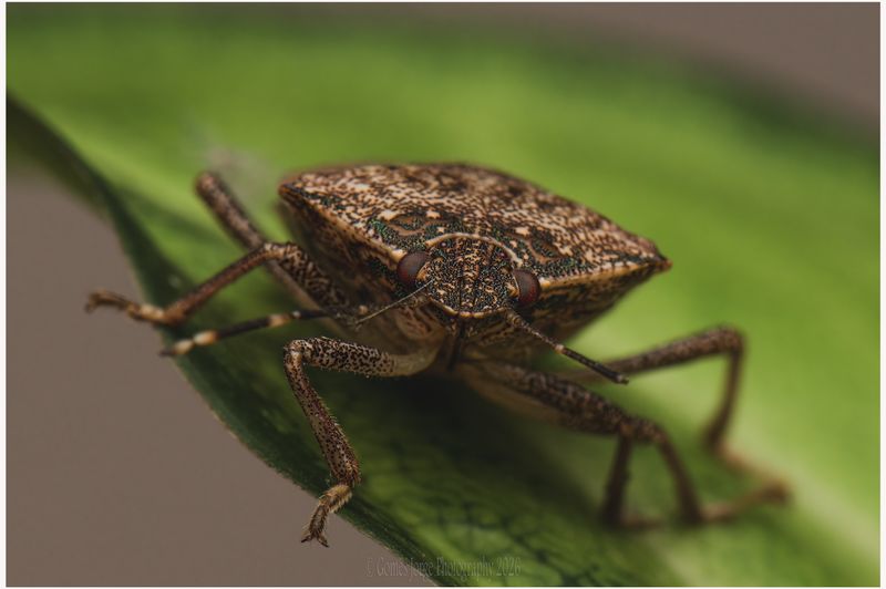 Traps Catch Bugs But Rarely Reduce Garden Damage